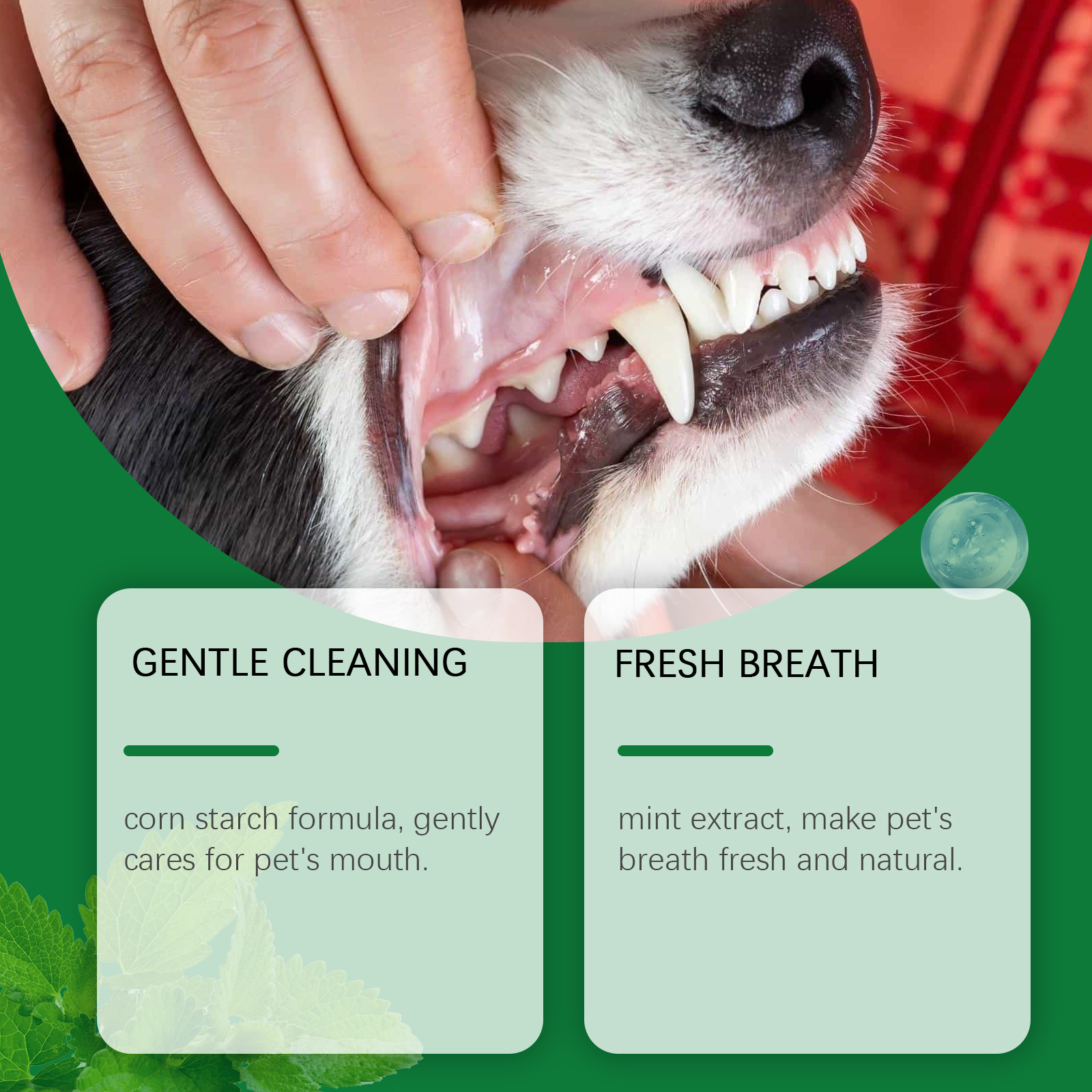 Pet Teeth Cleaning Powder Redu - Teeth Whitening China 评论和价格
